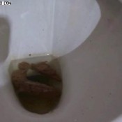 tess huge toilet dump kingdavidspoopinggirls