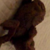 webcam solo scat 0843