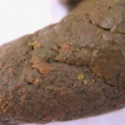 sniff it, lick it, eat it, loser loverachelle2 4k