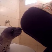 fevideo29 smell your dinner fartenvy hot poison