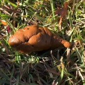 outside poop drea_xoxo