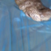 an. inside shit hotdirtyivone