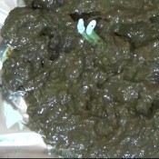 an. shit hotdirtyivone