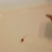 scarefac poop hd badkithy