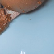 huge ebony shit and smear amysinclair