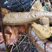 4k huge snaky shit outdoors goddesslucy