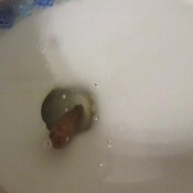 short and sweet ; sexyscatforyou