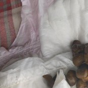 adult baby reveals huge ooopsie poopies in diaper hd poogirlsofia diapergirlsofia