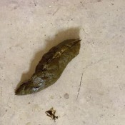 happy new year! let`s blow shit hd marinayam19