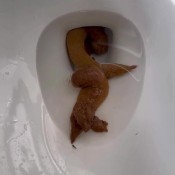 pulsiferpaprocki beautiful log before jiujitsu pulsifer paprocki