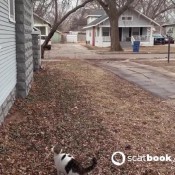 pulsiferpaprocki dog poop payback pulsifer paprocki