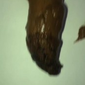 Fetishqgirl Poop On My Hand And Close Up View