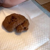 Your Weekly Poop Drop Darryl Dowe