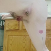 Elurasavage A Big Load Raining Down On You