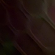 Colombianbigass - Be My Personal Real Toilet With Your Face