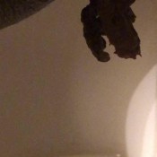 Countess Dionysus Stone Turd Stuck In Hole CountessDionysus