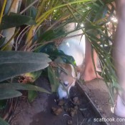 Poopyprincesspixi Garden Poopsies