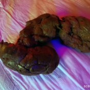 2 Pounder Latsuna Lady Tsunami