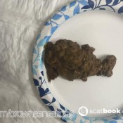 Brownsensation8 Plate Brownsensations