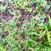 Cumberland River Shit 3 - Lnt Pooping Pulsiferpaprocki Pulsifer Paprocki