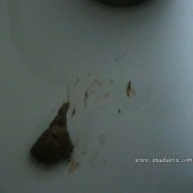 Ana Didovic Fart And Poo