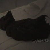 Ana Didovic Ana Makes A Dump In Her Friends Bathroom