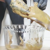 Vidafoxx Pooping Out My Fans Meal