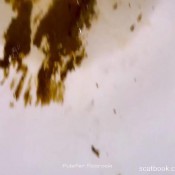 Pulsiferpaprocki The Turd That Wouldnt Flush Pulsifer Paprocki