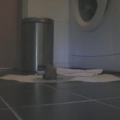 Naturalscatgirls Clip303