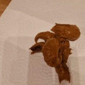 Sweet_lily_84 Scat 308 Sweet Lily