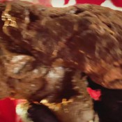 Sweetbettyparlour The Sweet Curse Of The Scat Queen Sweet Betty Parlour