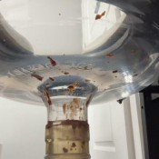 Goddess Ceres - Septic Tank Throat Annihilation Compilation